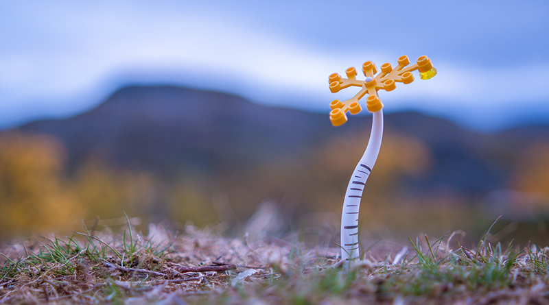 Brick Pic of the Day: Autumn